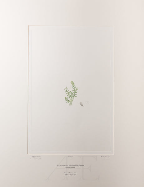 Banks Florilegium, Part 6, Plate 130