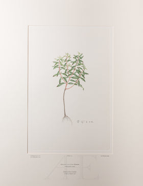 Banks Florilegium, Part 6, Plate 131