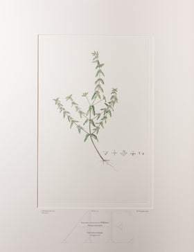 Banks Florilegium, Part 6, Plate 132