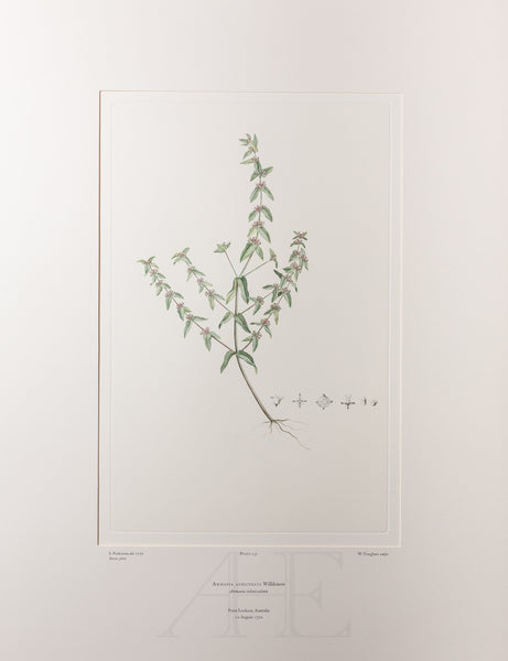 Banks Florilegium, Part 6, Plate 132