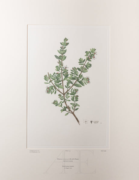 Banks Florilegium, Part 6, Plate 133