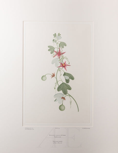 Banks Florilegium, Part 6, Plate 134