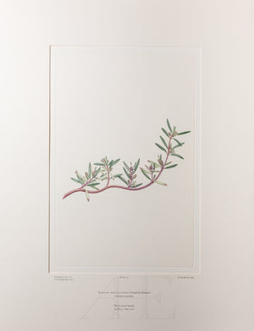 Banks Florilegium, Part 6, Plate 135