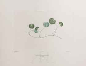 Banks Florilegium, Part 7, Plate 136