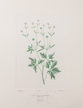 Banks Florilegium, Part 7, Plate 137