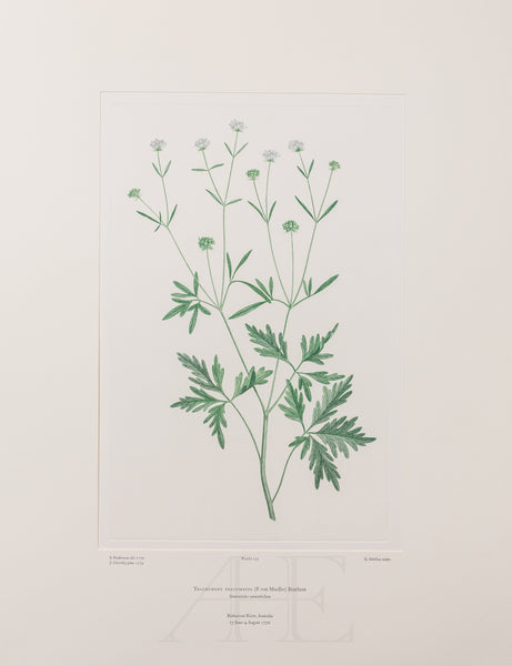 Banks Florilegium, Part 7, Plate 137