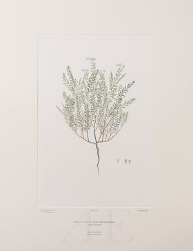 Banks Florilegium, Part 7, Plate 138