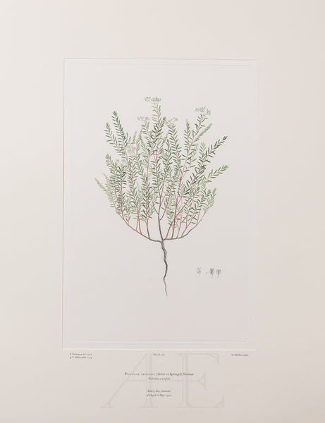 Banks Florilegium, Part 7, Plate 138