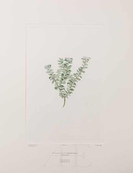 Banks Florilegium, Part 7, Plate 139