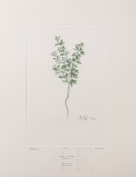 Banks Florilegium, Part 7, Plate 140