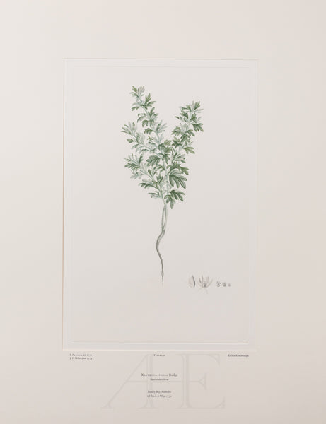 Banks Florilegium, Part 7, Plate 140