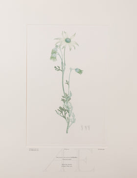 Banks Florilegium, Part 7, Plate 141