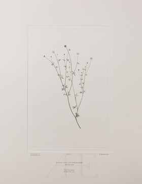 Banks Florilegium, Part 7, Plate 142