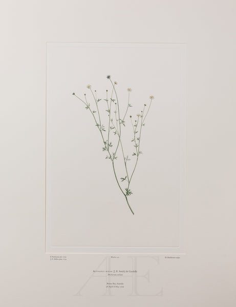 Banks Florilegium, Part 7, Plate 142