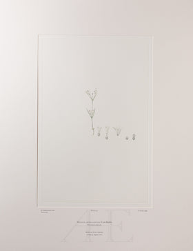 Banks Florilegium, Part 7, Plate 143