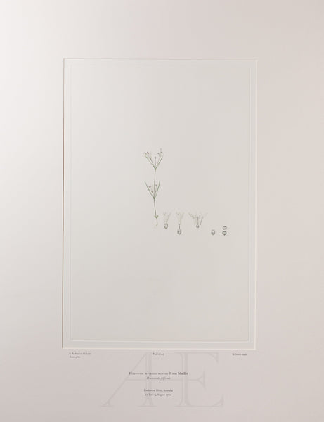 Banks Florilegium, Part 7, Plate 143