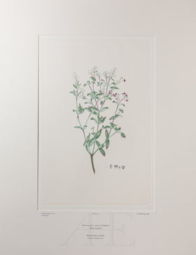 Banks Florilegium, Part 7, Plate 144