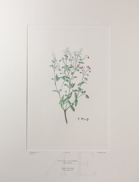 Banks Florilegium, Part 7, Plate 144