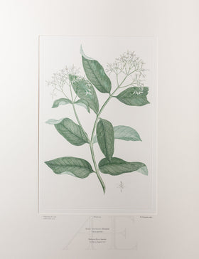 Banks Florilegium, Part 7, Plate 145