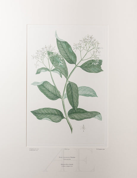 Banks Florilegium, Part 7, Plate 145