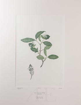 Banks Florilegium, Part 7, Plate 146