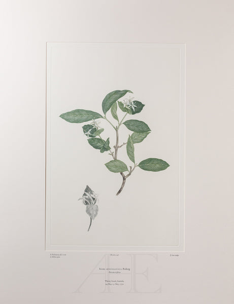 Banks Florilegium, Part 7, Plate 146