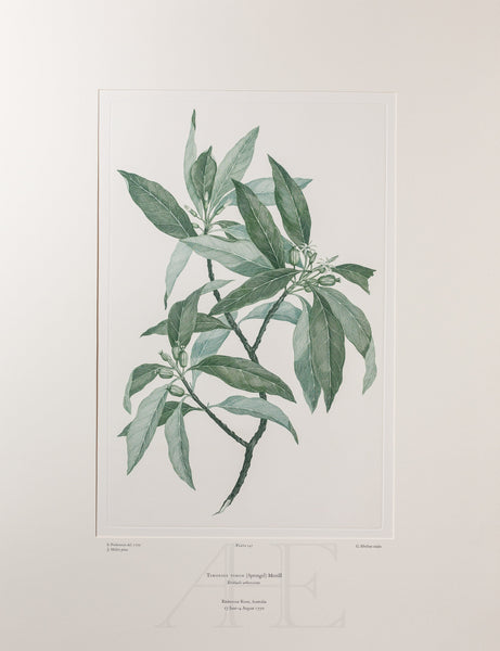 Banks Florilegium, Part 7, Plate 147