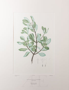 Banks Florilegium, Part 7, Plate 148