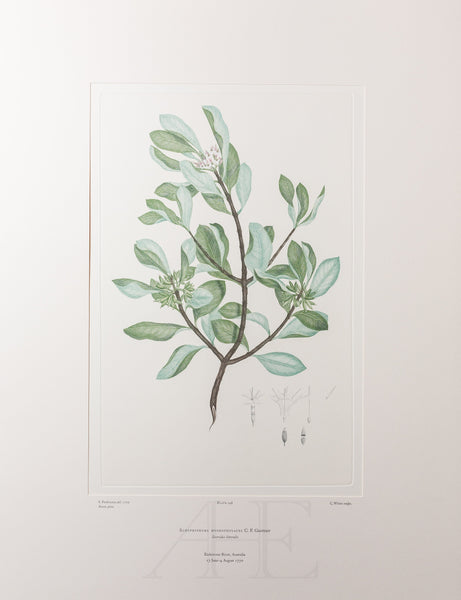 Banks Florilegium, Part 7, Plate 148