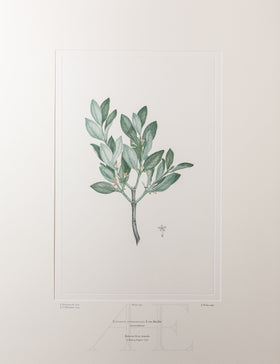 Banks Florilegium, Part 7, Plate 149