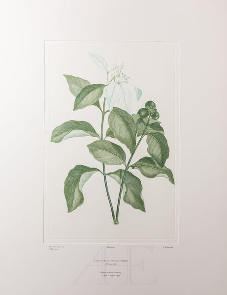 Banks Florilegium, Part 7, Plate 150