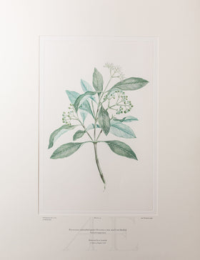 Banks Florilegium, Part 7, Plate 151