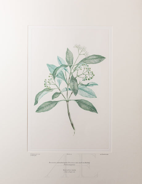 Banks Florilegium, Part 7, Plate 151