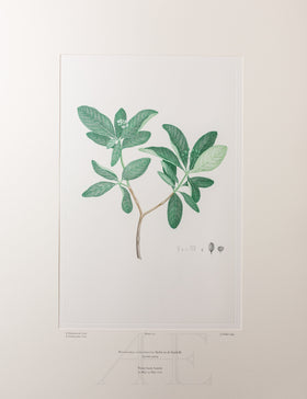 Banks Florilegium, Part 7, Plate 152