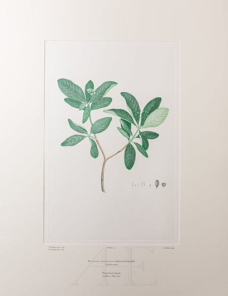 Banks Florilegium, Part 7, Plate 152