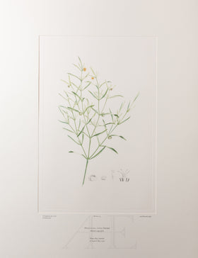 Banks Florilegium, Part 7, Plate 153