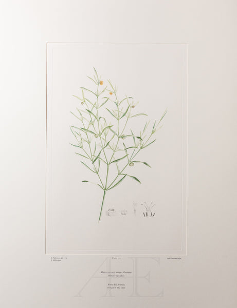 Banks Florilegium, Part 7, Plate 153