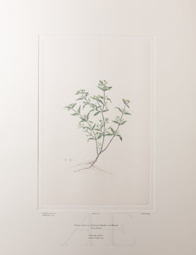 Banks Florilegium, Part 7, Plate 154