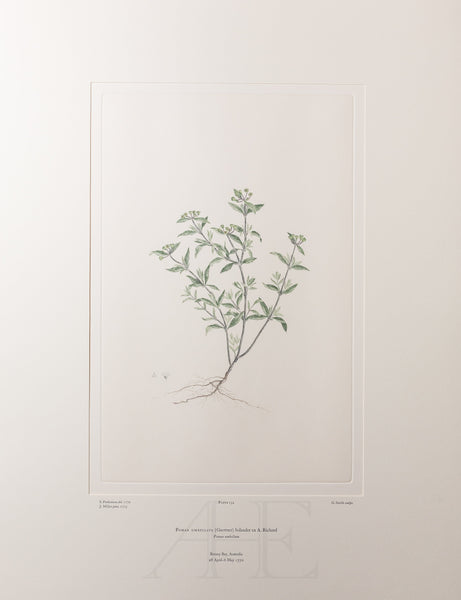 Banks Florilegium, Part 7, Plate 154