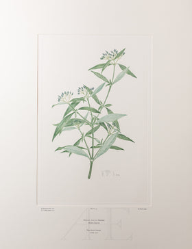 Banks Florilegium, Part 7, Plate 155