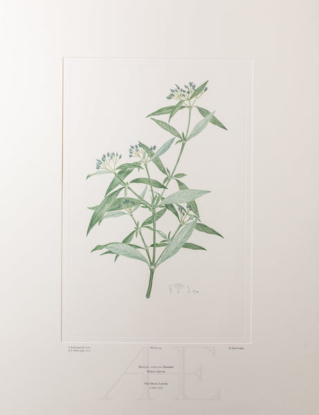 Banks Florilegium, Part 7, Plate 155