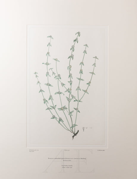 Banks Florilegium, Part 7, Plate 156