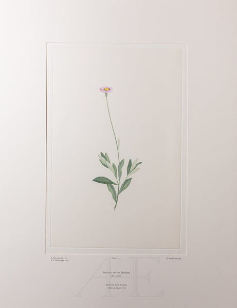 Banks Florilegium, Part 7, Plate 157