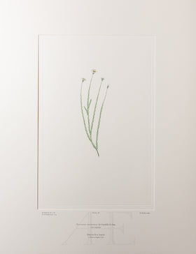 Banks Florilegium, Part 8, Plate 158