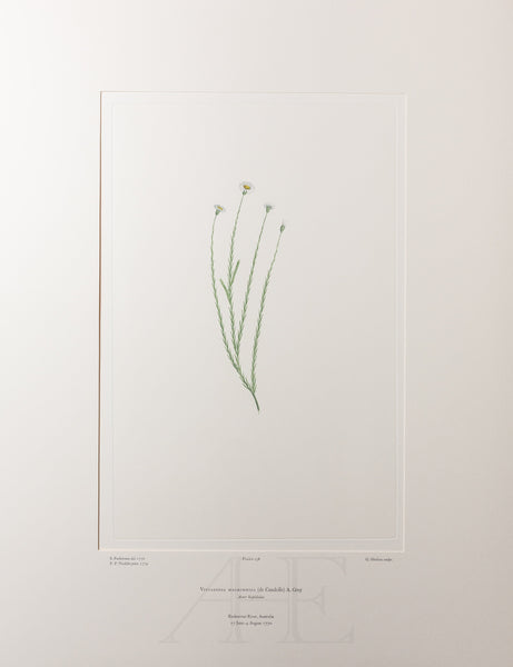 Banks Florilegium, Part 8, Plate 158