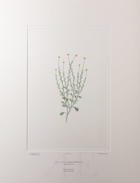 Banks Florilegium, Part 8, Plate 159