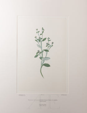 Banks Florilegium, Part 8, Plate 160