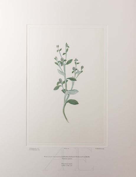 Banks Florilegium, Part 8, Plate 160