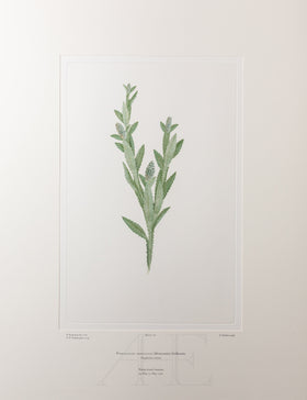 Banks Florilegium, Part 8, Plate 161