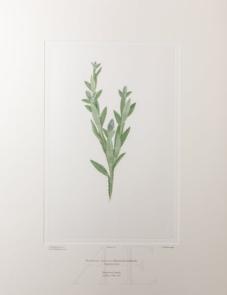 Banks Florilegium, Part 8, Plate 161